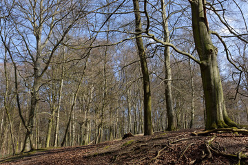 Fototapeta premium Laubwald im Winter, Naturschutzgebiet Hülser Berg, Krefeld, NRW, Deutschland