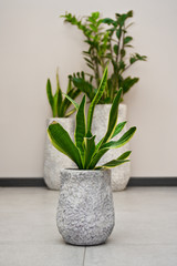 Elegant pot plants in clay pots home decoration.