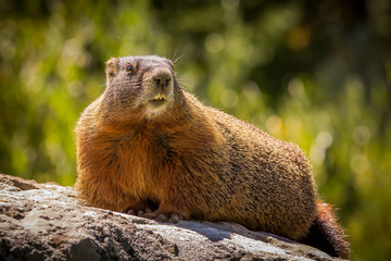 Sunbathing Marmot in the Wild