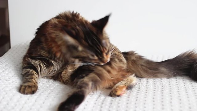  Young Maine Coon Cat Grooming And Licking Itself On White Couch