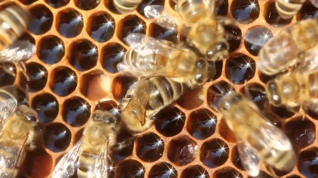 Bees are protected from attack Insects from other colonies penetrate into the hive and it is they need to protect themselves.