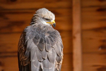 Hawk in Barn