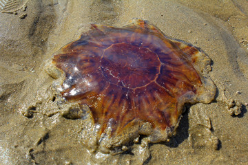 Dead Jellyfish