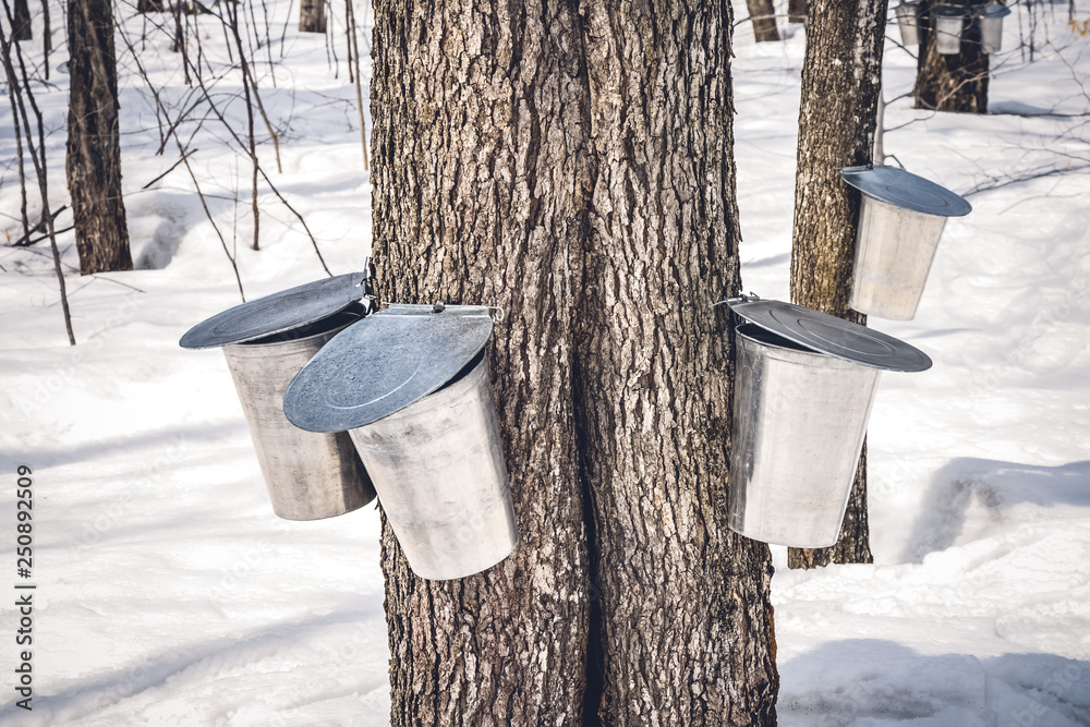 Wall mural maple trees with buckets collecting sap in spring