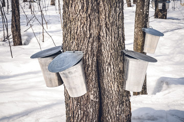 Maple trees with buckets collecting sap in spring - obrazy, fototapety, plakaty