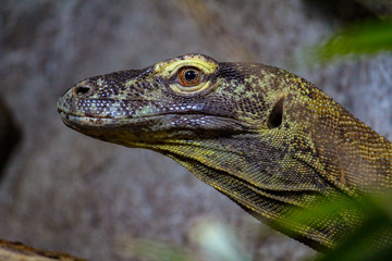 monitor lizard close up