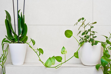 Bathroom decoration pot plant