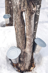 Producing maple syrup