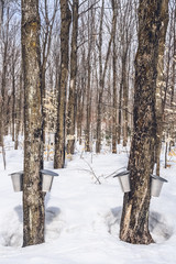 Maple syrup season in rural Quebec