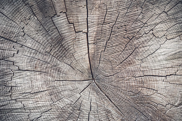Fototapeta premium Cross section of an old tree