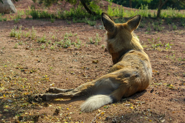 Fototapeta premium Painted Dog In Dirt
