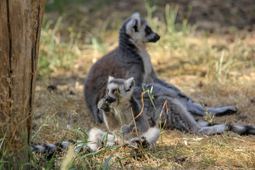 Naklejka premium Ring Tailed Lemur hanging from a branch