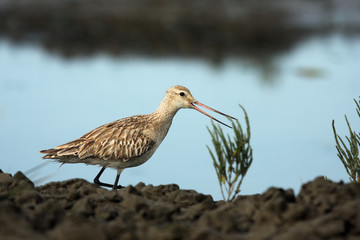 The bar-tailed godwit (Limosa lapponica) on the shore. Godwit in non-breeding plumage.