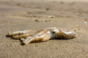 Dead Squid