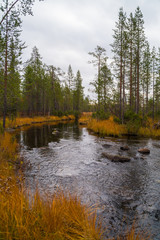 Forest River in September