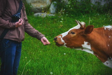 Photographer feeds a cow