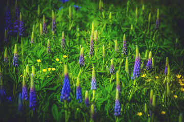 Blooming lupins and buttercups