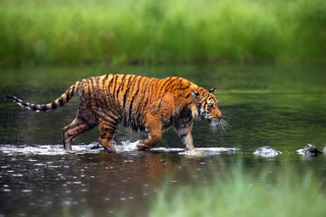 The Siberian tiger (Panthera tigris tigris),also called Amur tiger (Panthera tigris altaica) walking through the water. Beautiful female Siberian tiger in warm summer. - obrazy, fototapety, plakaty