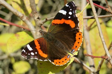 Beautiful admiral butterfly in autumn garden, closeup