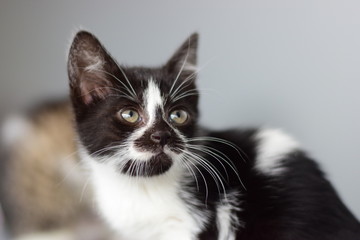 Black and white kitten portrait, cat with funny markings