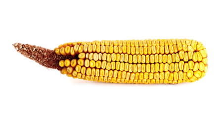 Corn cob isolated on white background (this is natural hybrid)