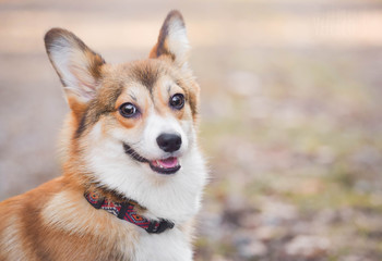 Welsh corgi pembroke puppy in a happy dog portrait, smiling and looking to the camera.