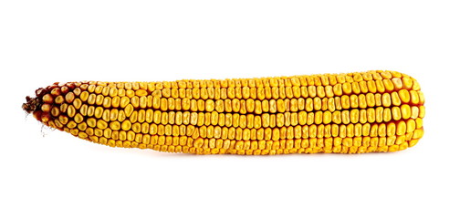 Corn cob isolated on white background (this is natural hybrid)