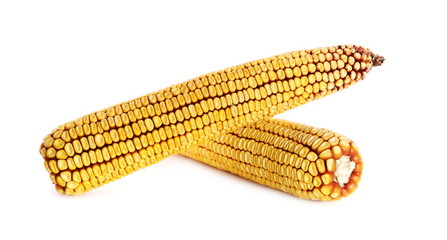 Corn cob isolated on white background (this is natural hybrid)