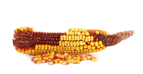 Corn cob isolated on white background (this is natural hybrid)