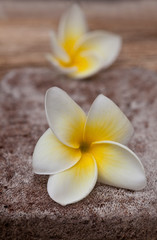 Fototapeta na wymiar White Yellow Frangipani Flowers