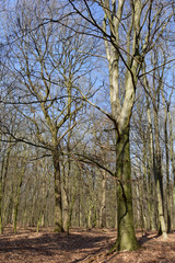 Laubwald im Winter, Naturschutzgebiet Hülser Berg, Krefeld, NRW, Deutschland