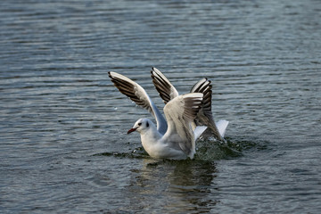 Group of seagulls flying over and landing on water