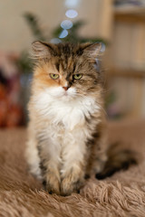 Pretty sad cat sits on a blanket