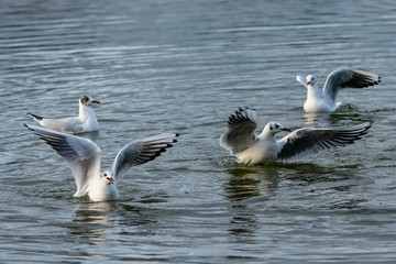 Fototapeta na wymiar Group of seagulls flying over and landing on water