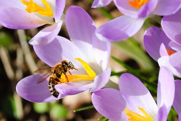 Biene auf violettem Krokus