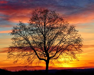 Fototapeta na wymiar silhouette eines kahlen Baumes vor orangem Himmel