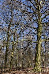 Laubwald im Winter, Naturschutzgebiet Hülser Berg, Krefeld, NRW, Deutschland