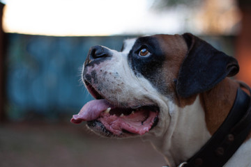 milo in the street 3