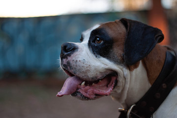 milo in the street 2