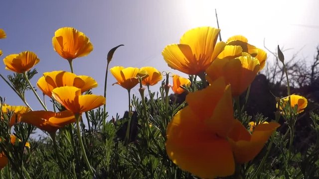 Kalifornischer Mohn (Eschscholzia californica), auch Goldmohn, Kalifornischer Kappenmohn