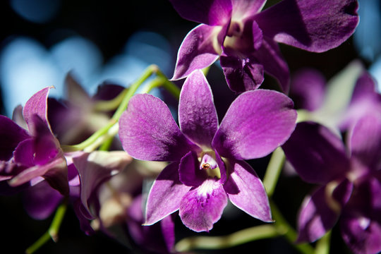 Close up of purple orchids 