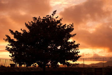 Arbol Contraluz