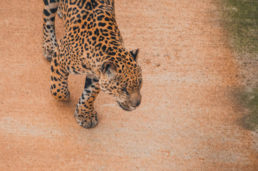  Nice portrait of a jaguar. Animal