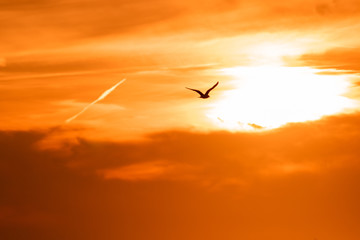 Sea gull in flight, soaring through an orange sunset sky. Copy space. 