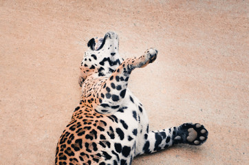  Nice portrait of a jaguar. Animal
