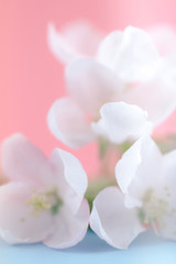 Apple blossoms over blurred color background