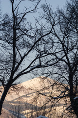 Tree branches against sky