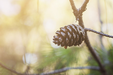 pine cone on brunch with blurred green background
