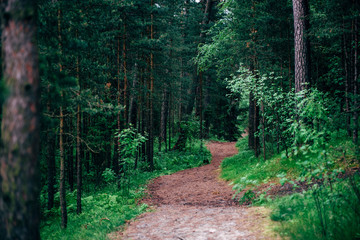 Hidden Path in Latvian Forest - 250898967