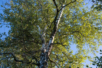 green leaves and branches of a birch against the deep blue sky